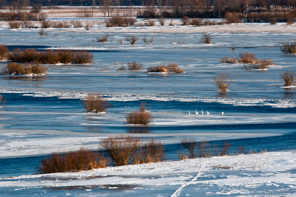 043_Biebrza - marzec 2013.jpg